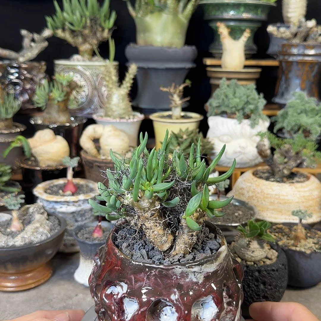 一物一拍万物想奇峰锦13