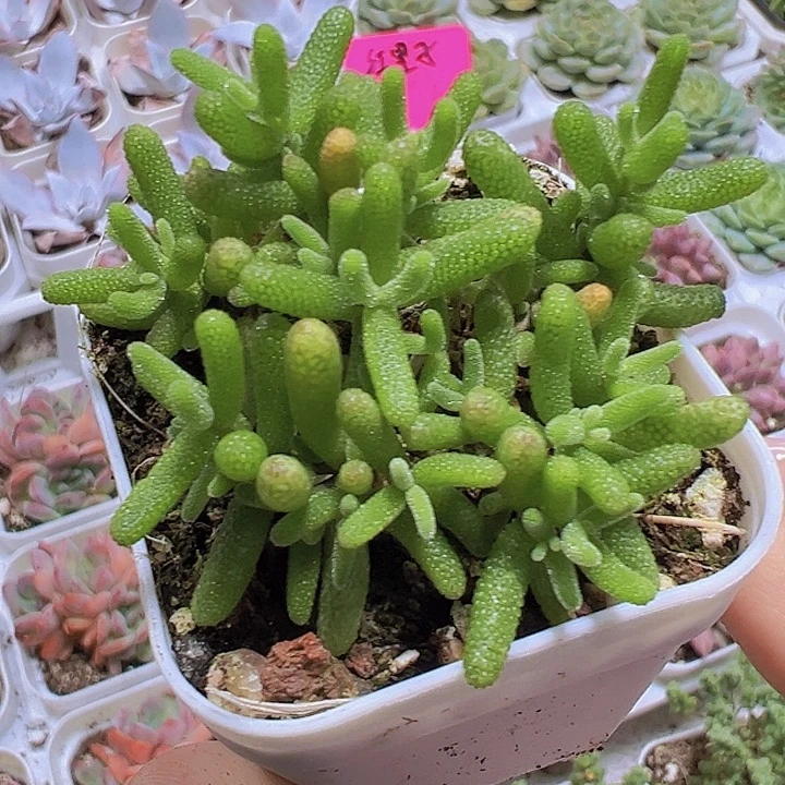 糖球枝干19包邮多肉植物