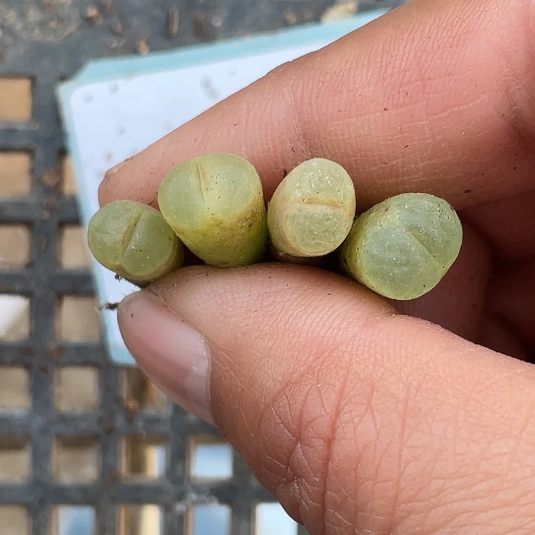 23-108风铃多肉植物