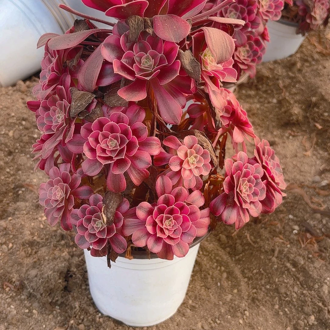 美杜莎多肉植物五号不周正