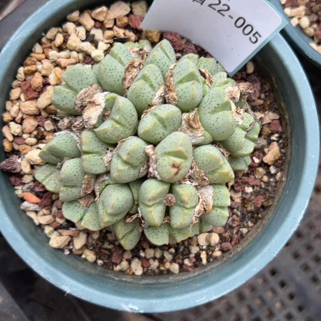 22-05肉锥多肉植物