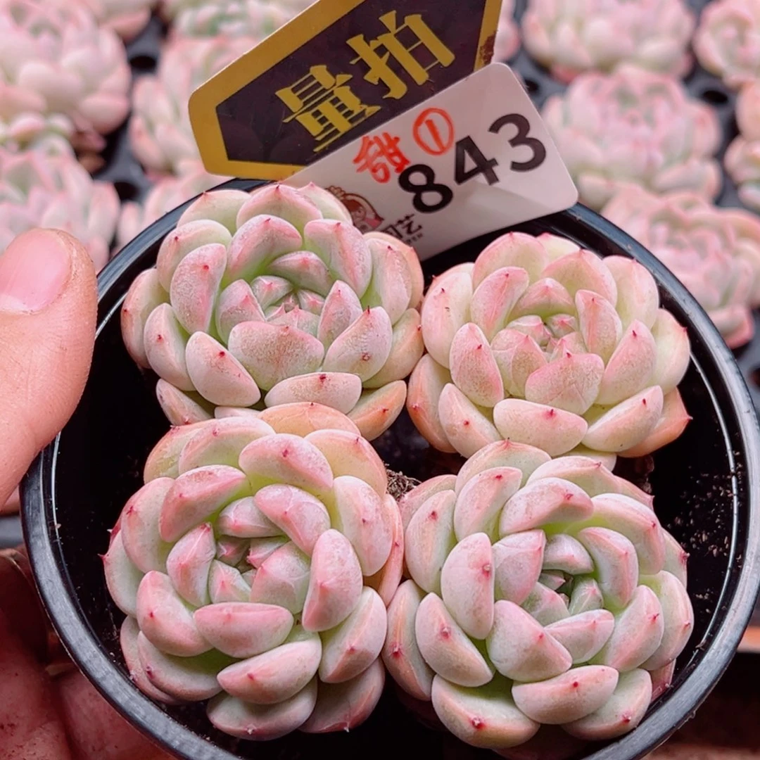 多肉植物多肉植物