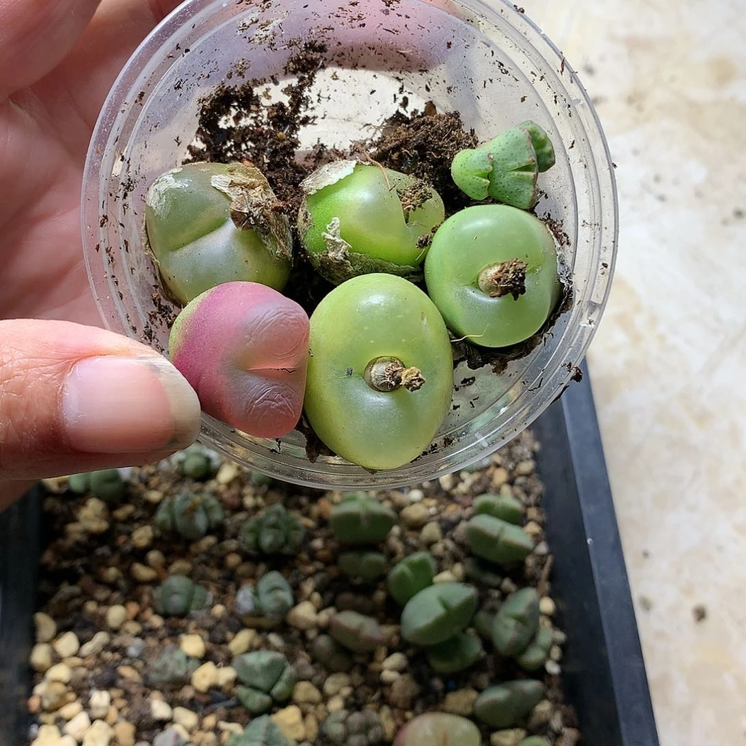 安****7E42多肉植物保护