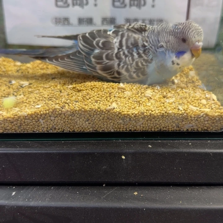 虎皮鹦鹉大头虎皮鹦鹉