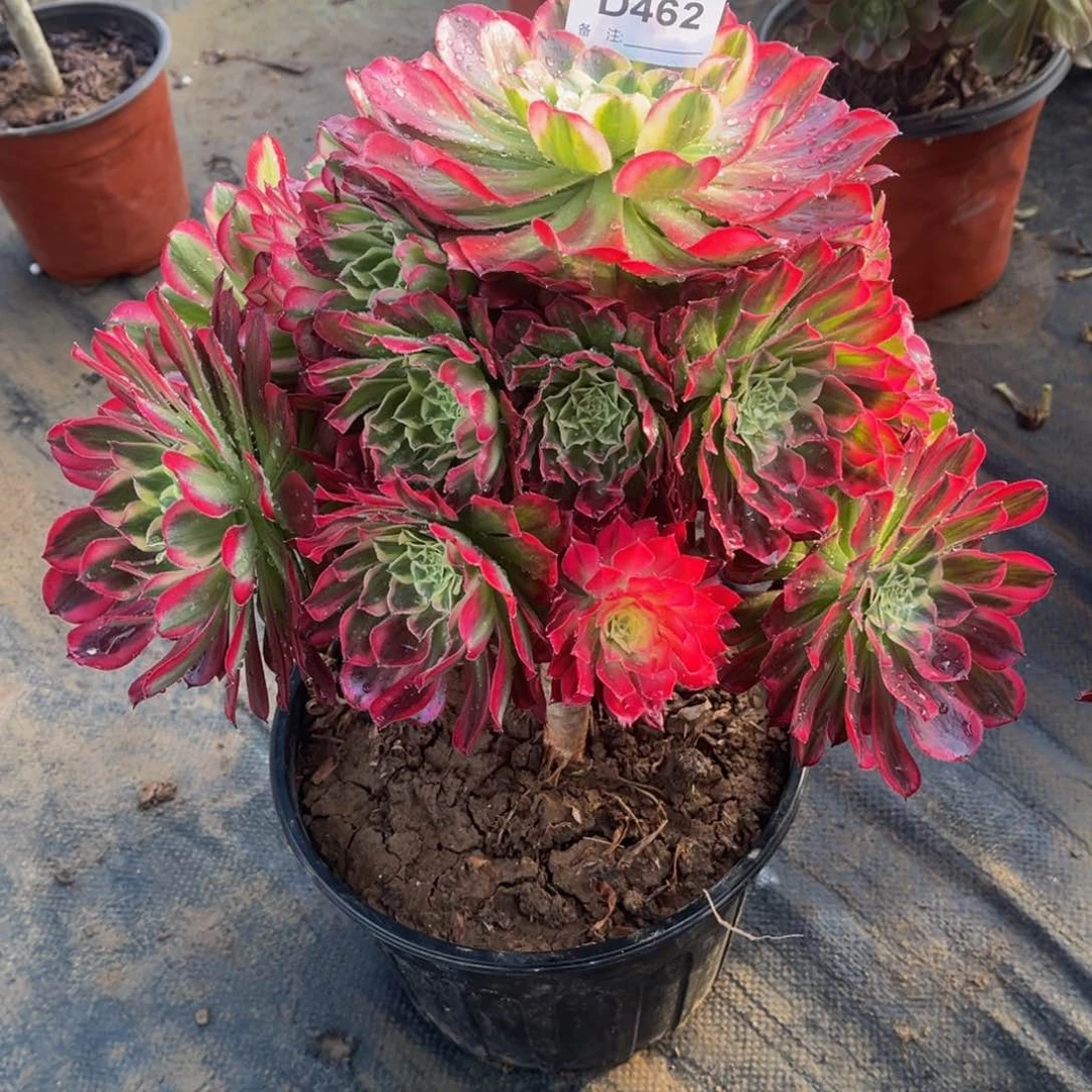 多肉植物462天合