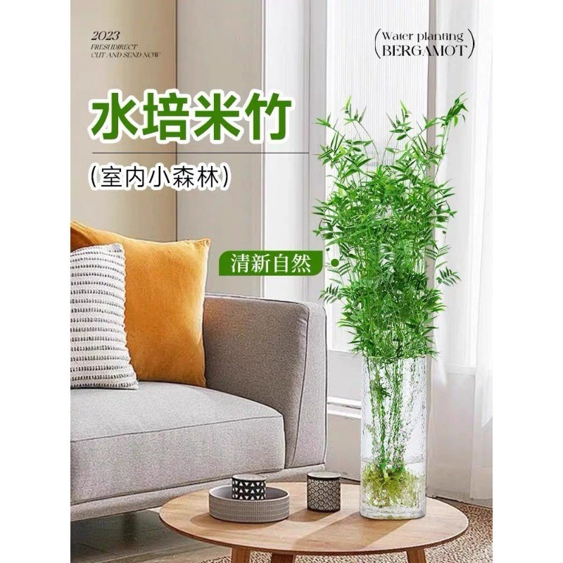 水培米竹室内花卉盆栽南天竹盆景富贵竹凤尾竹子苗四季常青绿植物