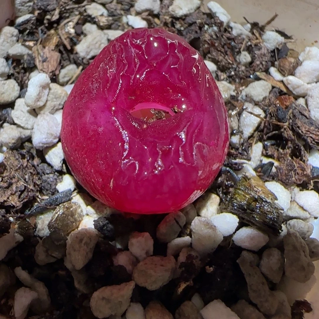 肉锥多肉植物百科-1446