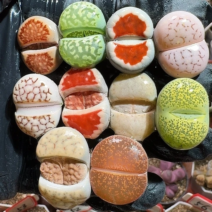 生石花111111。   716