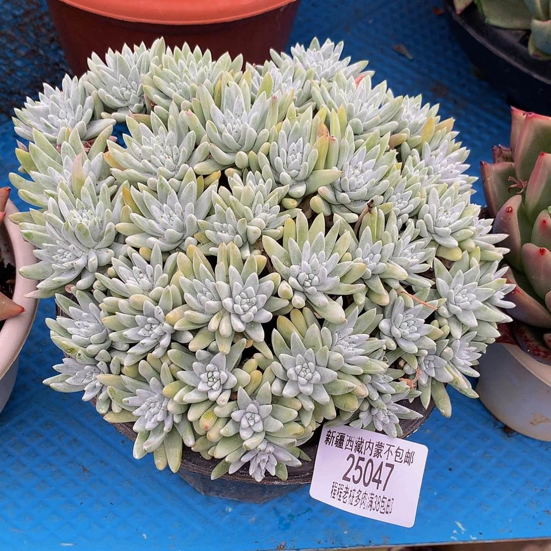 用****5白菊25047多肉多肉