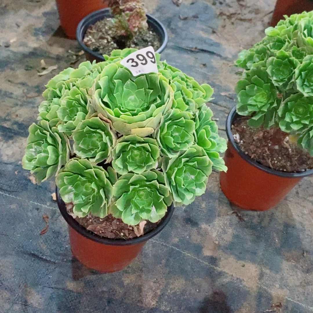 九*八绿玫瑰399多肉1111