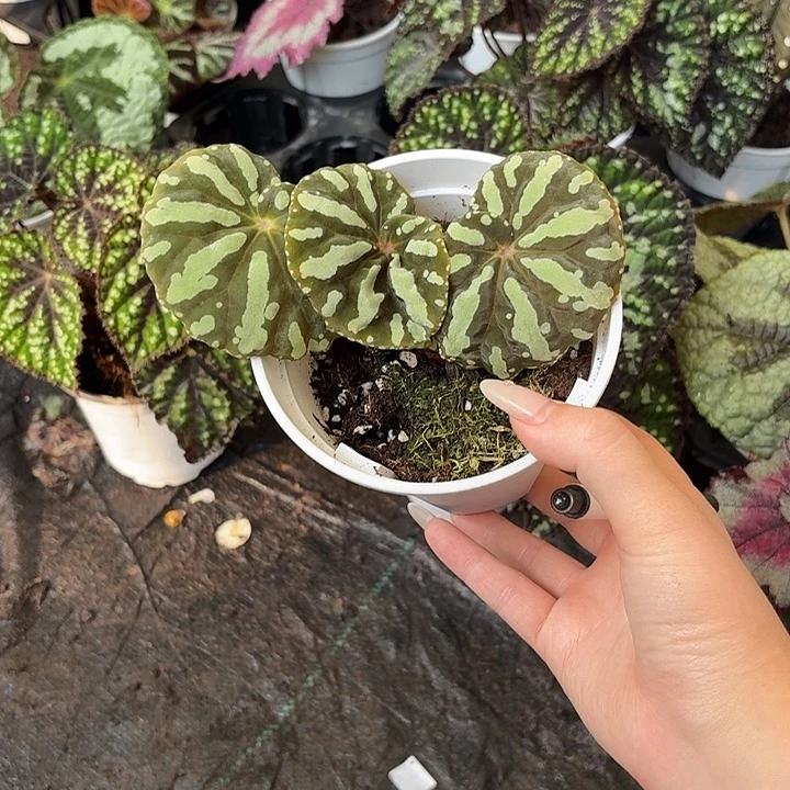 完全开放福利斑马