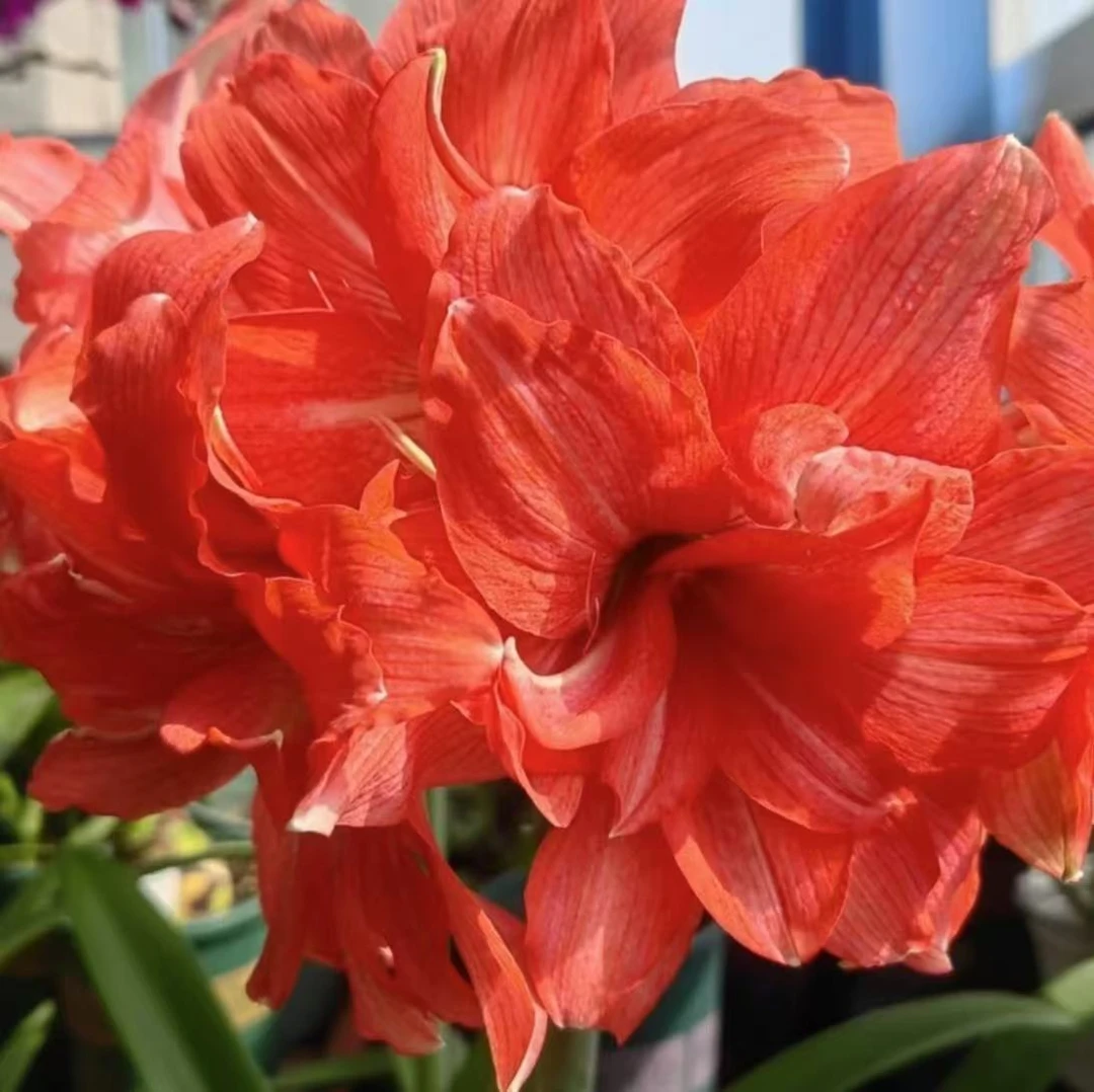 芭蕾舞女）朱顶红种球重瓣大花基地自然球