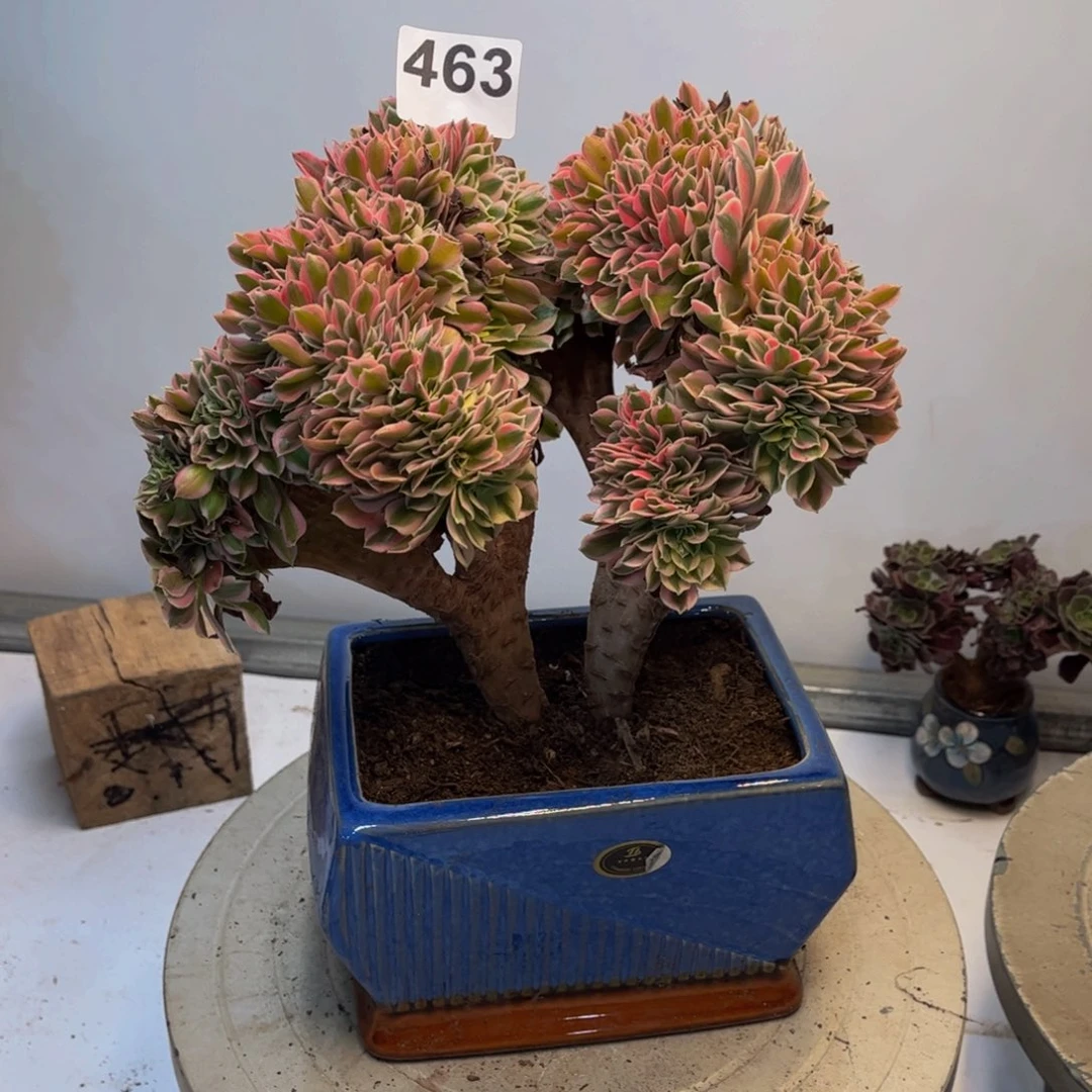 多肉植物粉女巫缀463