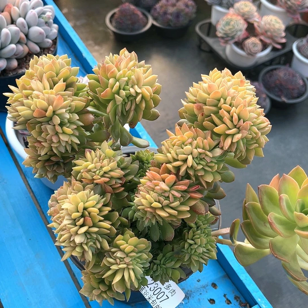 琥珀綴，化群23007