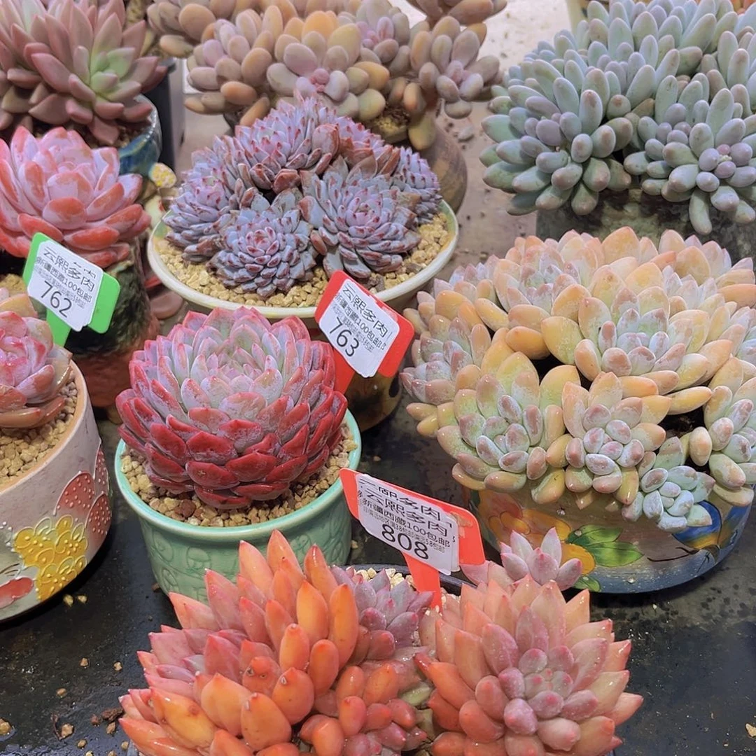 808红蜻蜓多肉植物