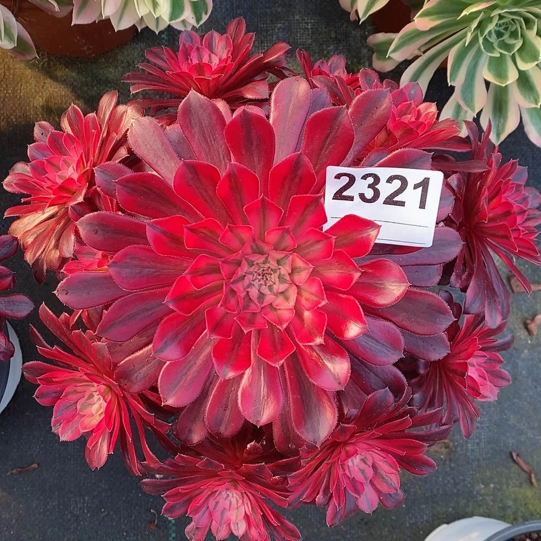 红陶2321黑铜白4多肉