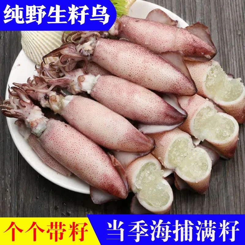 【包只只带籽】海兔兔子满籽籽乌带新鲜带籽笔管鱿鱼小墨鱼