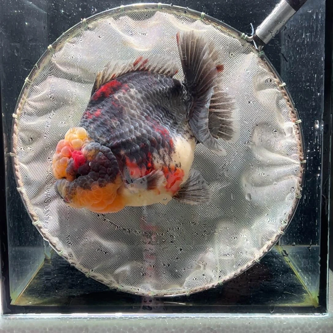 金鱼02099999999999999