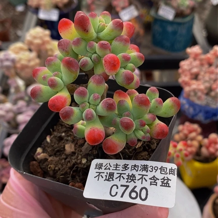 乙女心5cm760多肉植物