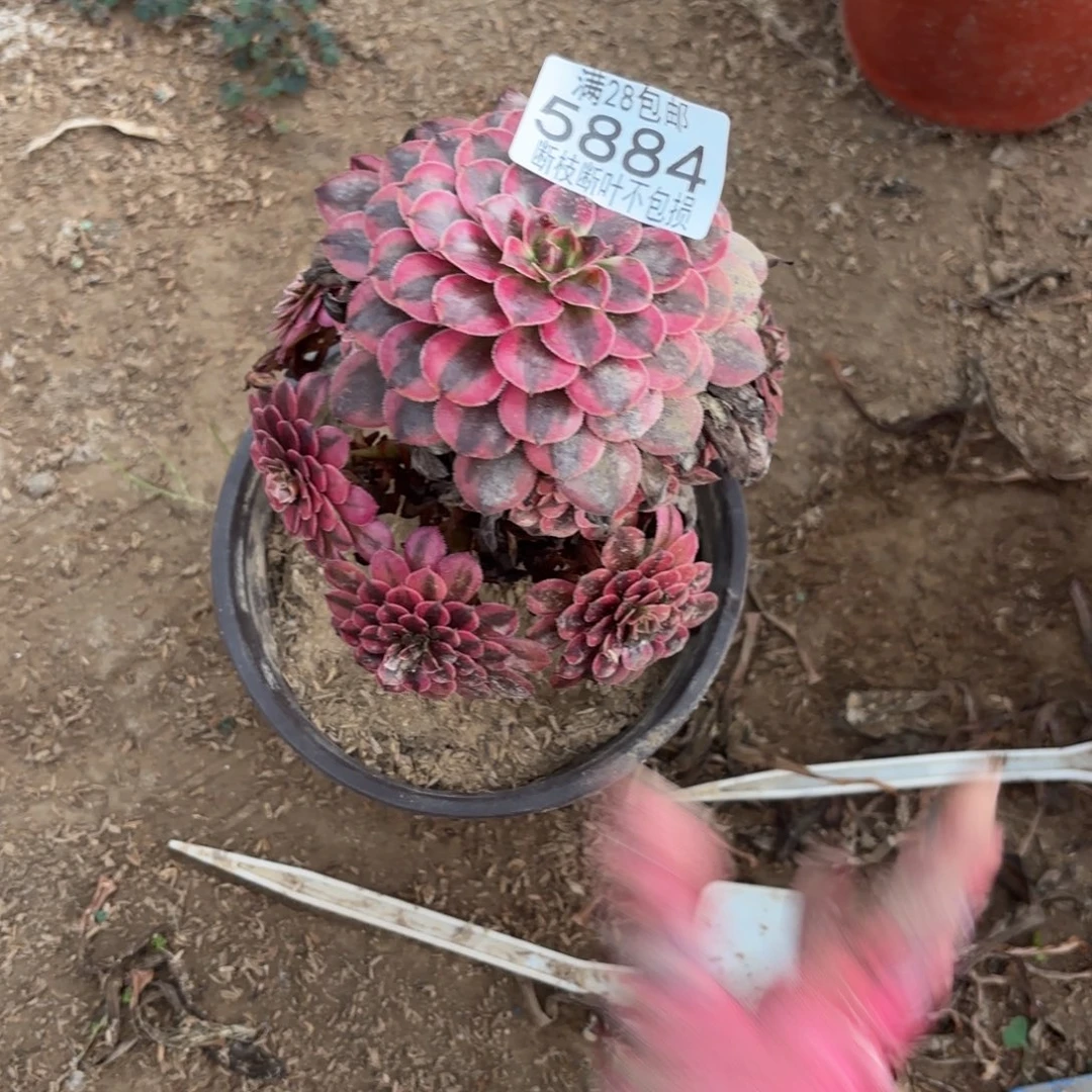 R. 5884黑铜白多肉，ade