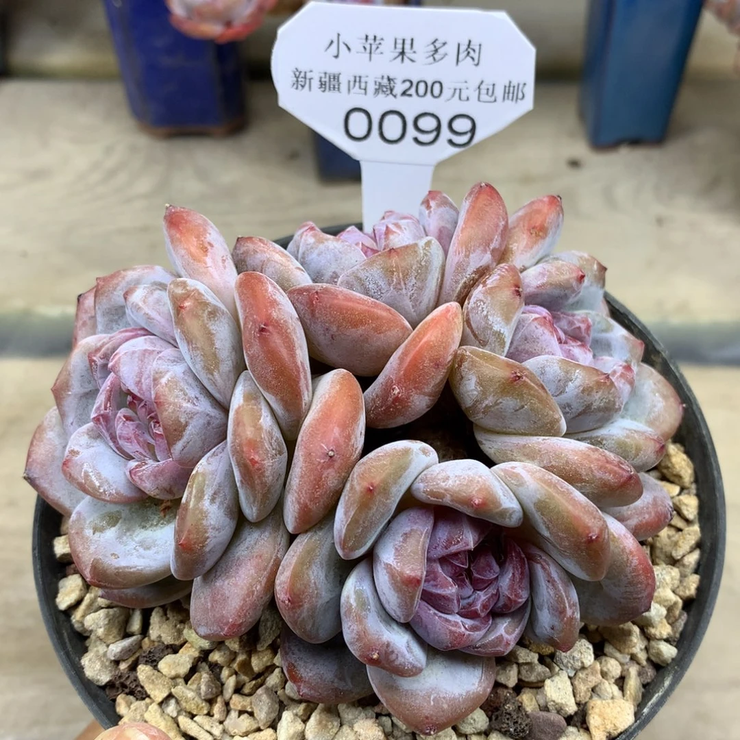 绿底紫心099/11cm4头