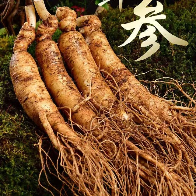 长白山现挖人参六年生单根70克左右三根装顺丰发货