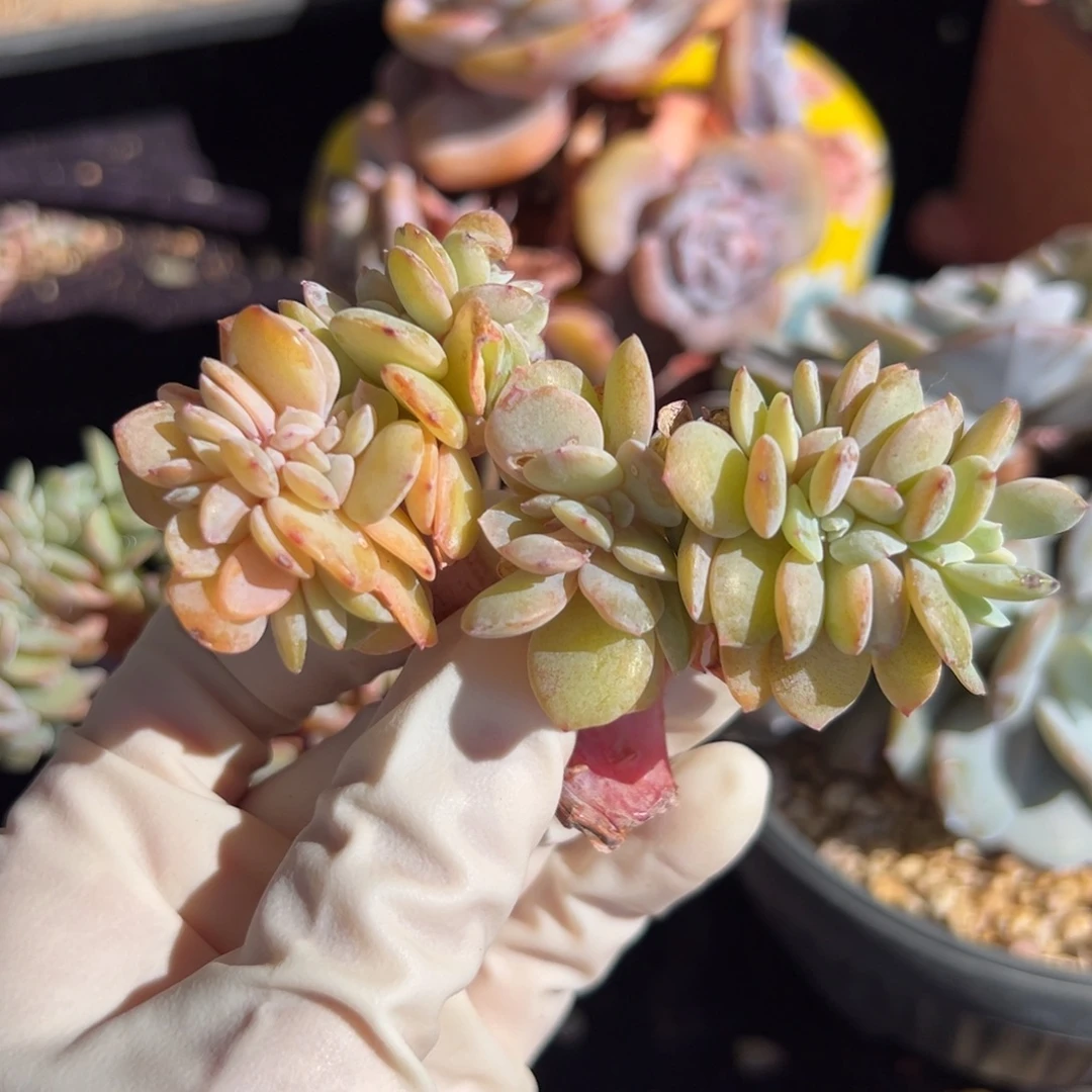 新年快乐 新年快乐