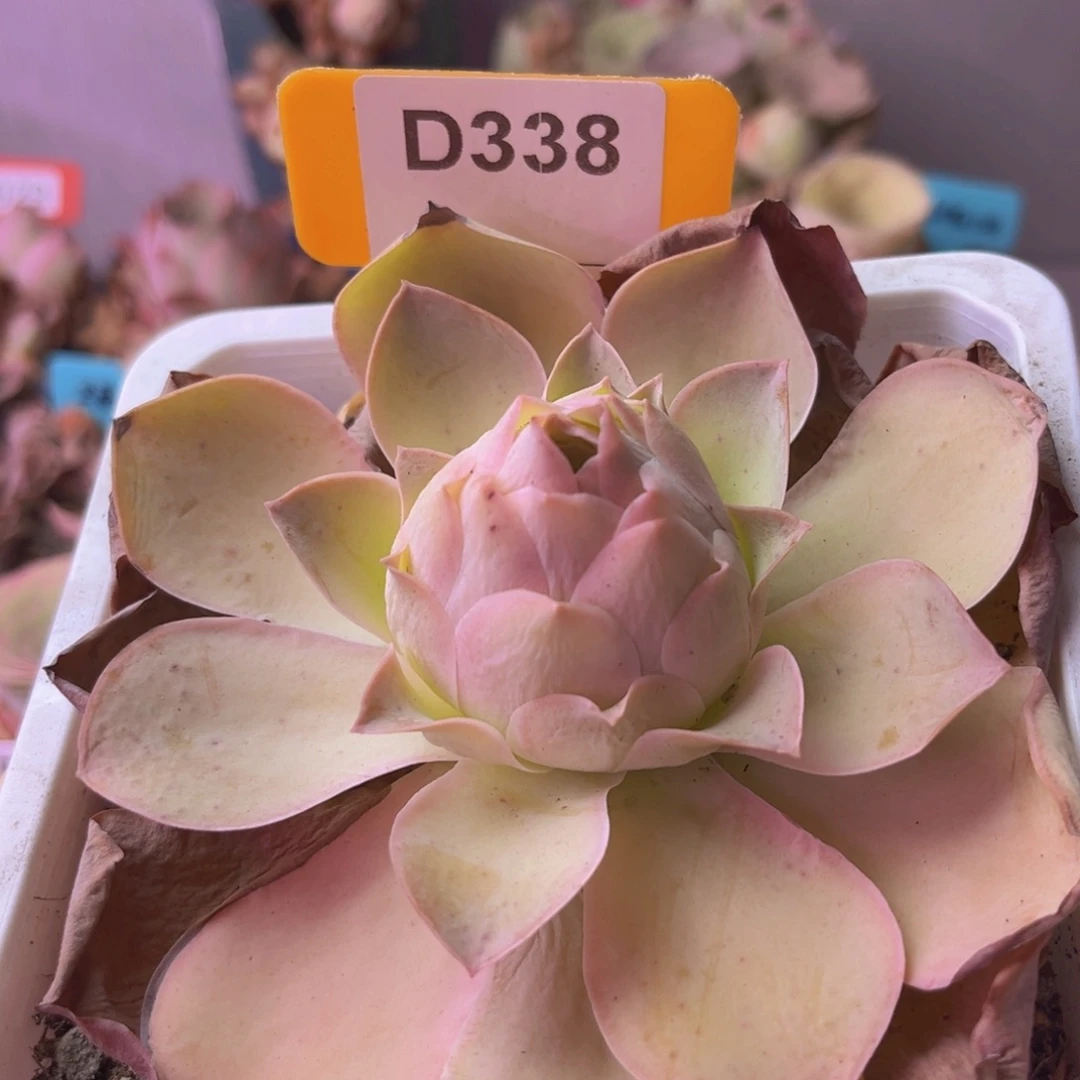 帕美玫瑰一物一拍D338