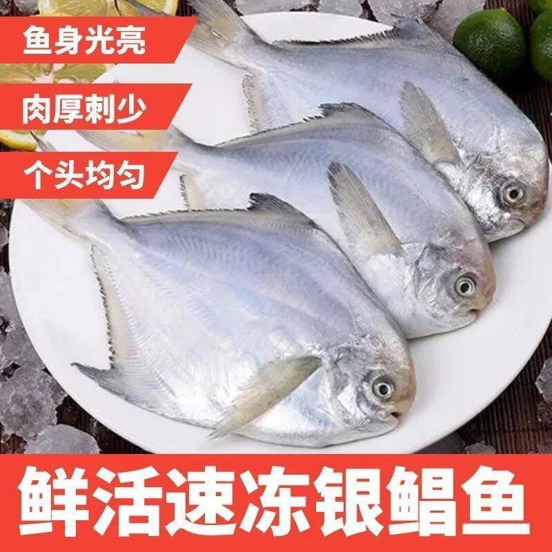 新鲜银鲳鱼大连海捕银鲳鱼平鱼晶鱼新鲜冷冻海鲜水产3斤顺丰包邮
