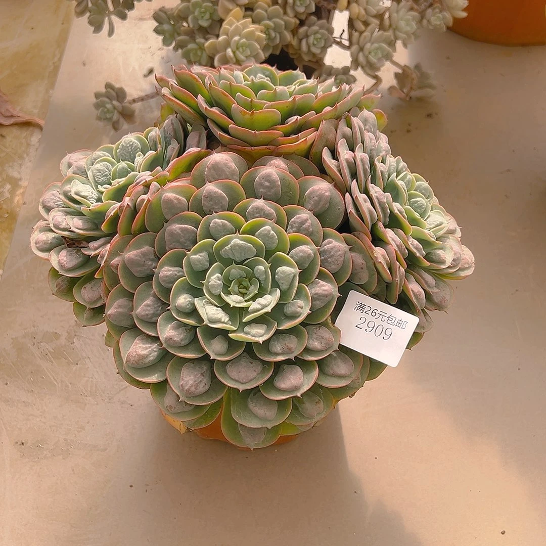 碧***泉2909雨滴多肉植物