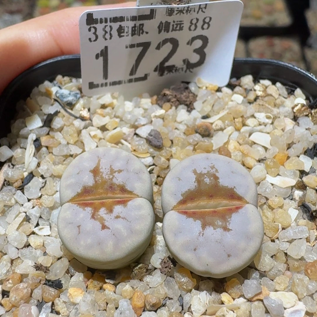 Ssss精品生石花1723