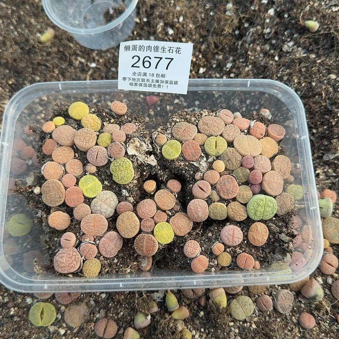 2677 哈哈哈哈哈哈哈哈哈