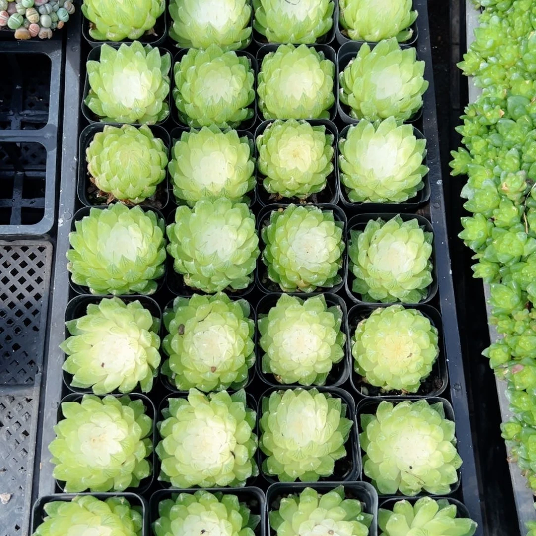 白莲花多肉植物一颗多肉