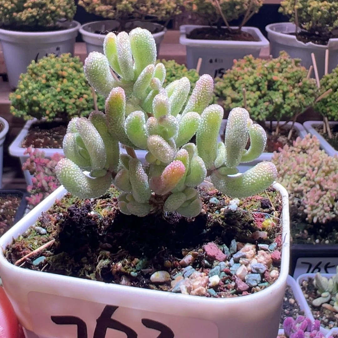 763紫闪光一物一拍包开箱