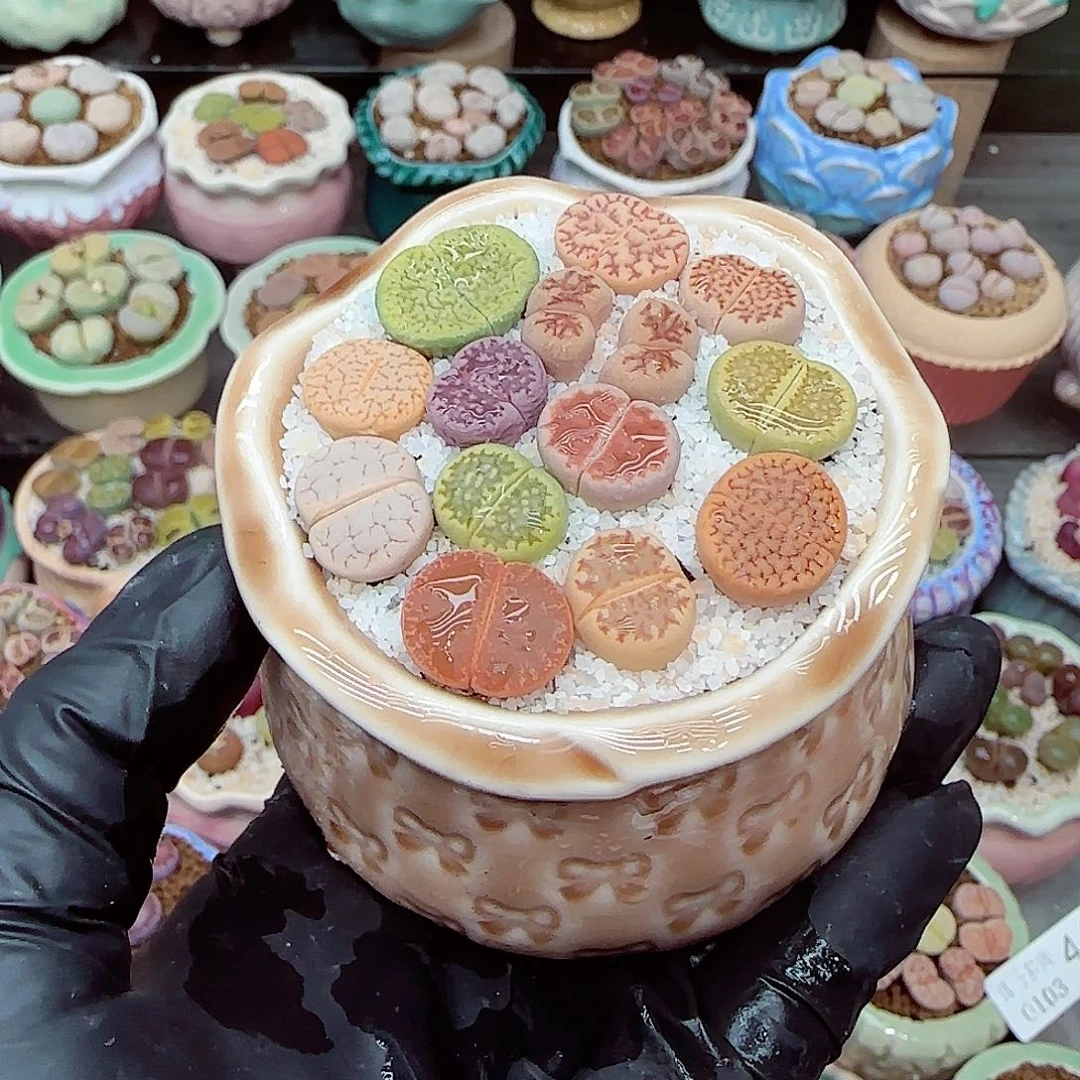 生石花满18包邮0103-52