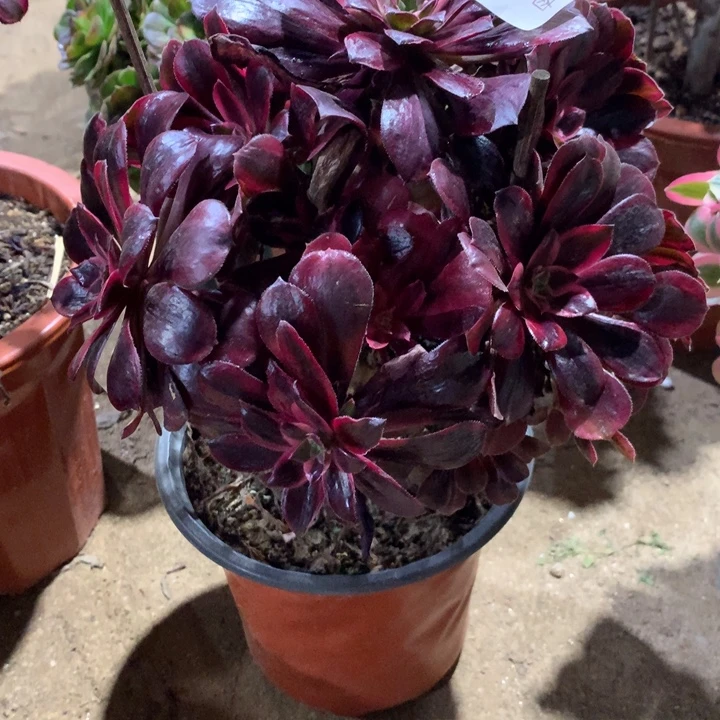 882蒙娜丽莎多肉植物特价