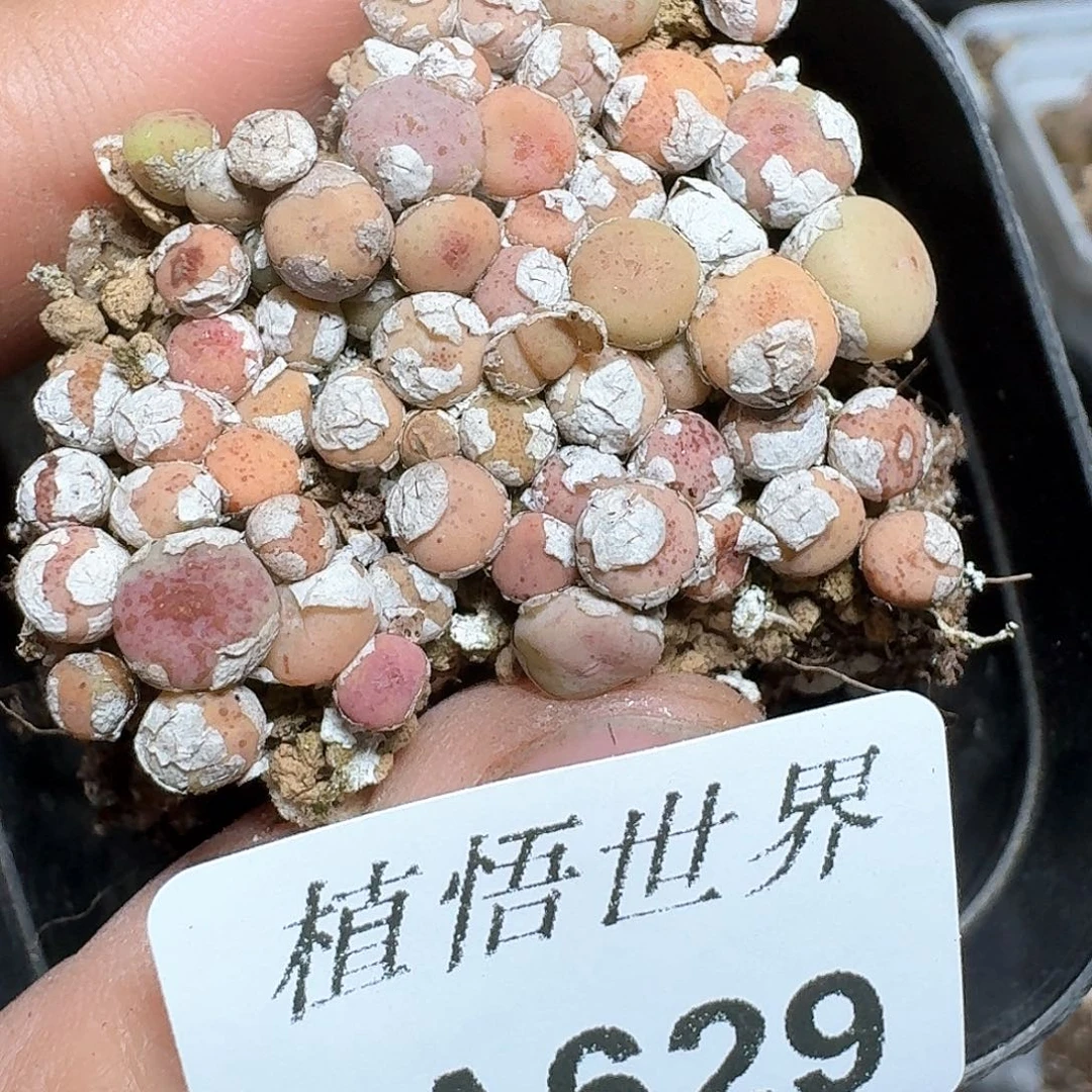629号多肉植物哇f c