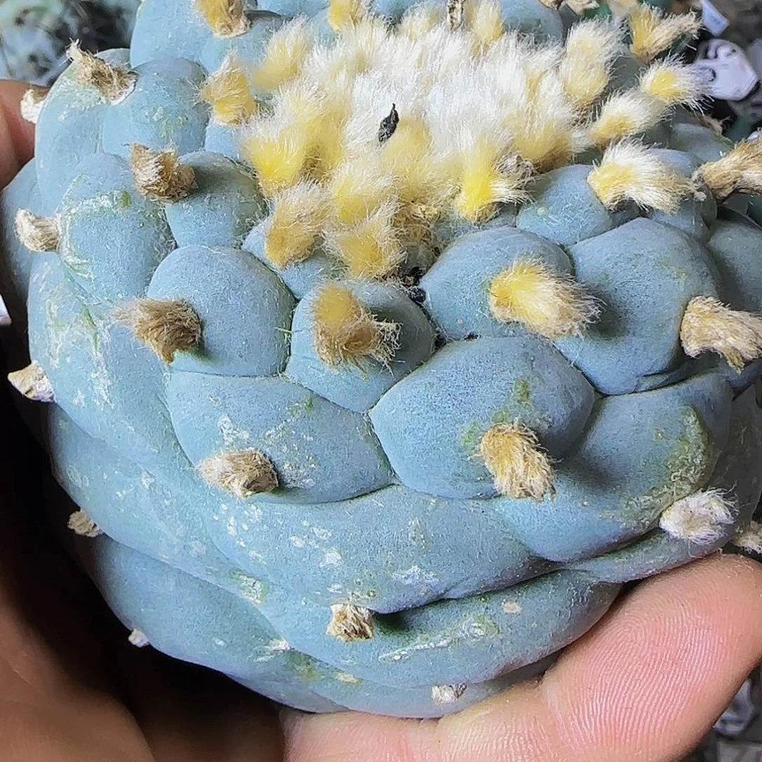 蓝白243仙人球开花
