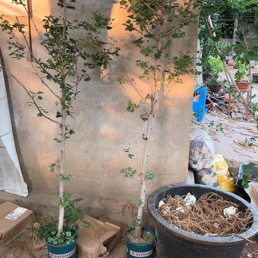无花朵漫****！银杏树苗