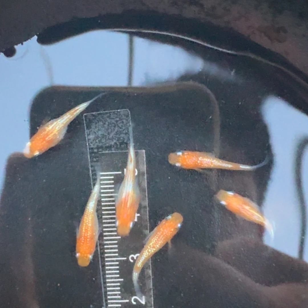 青鳉王华短体540号