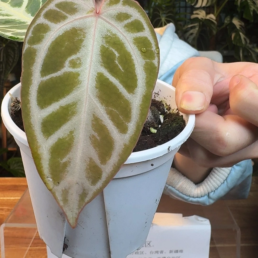 完全开放G86粉柠檬杂银刷子