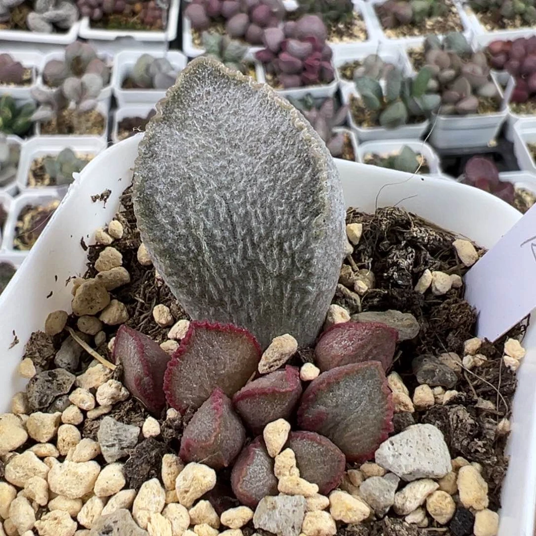 圣姬磨砂蛋多肉植物水泡