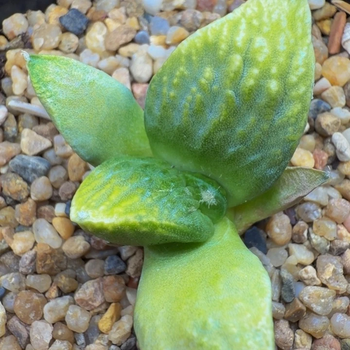 外星怒家的外星怒苗