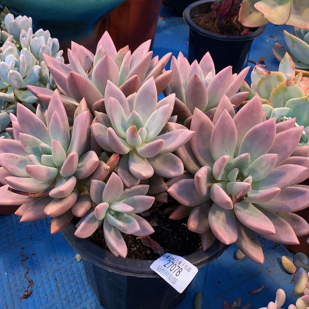 h****0桃花源27078多肉多肉