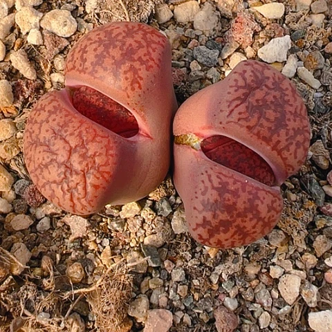 【闪购商品】20064