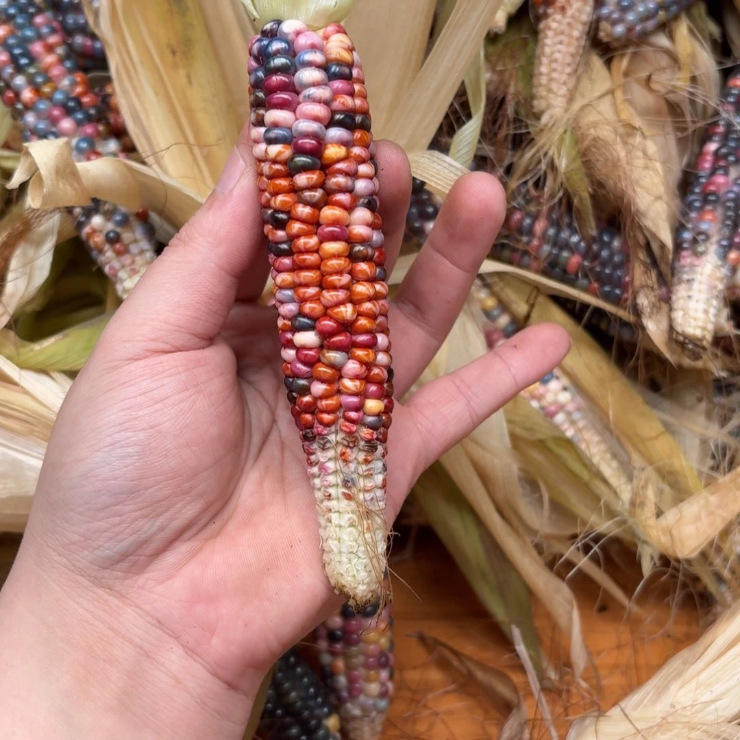 柏香籽/百香籽吊坠麦*洛