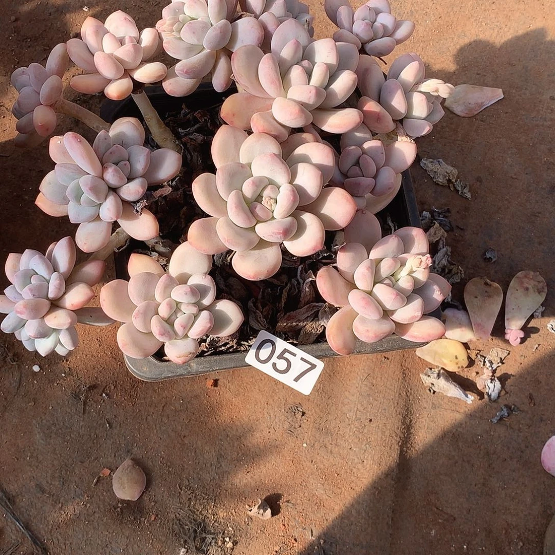 057 一物一拍多肉