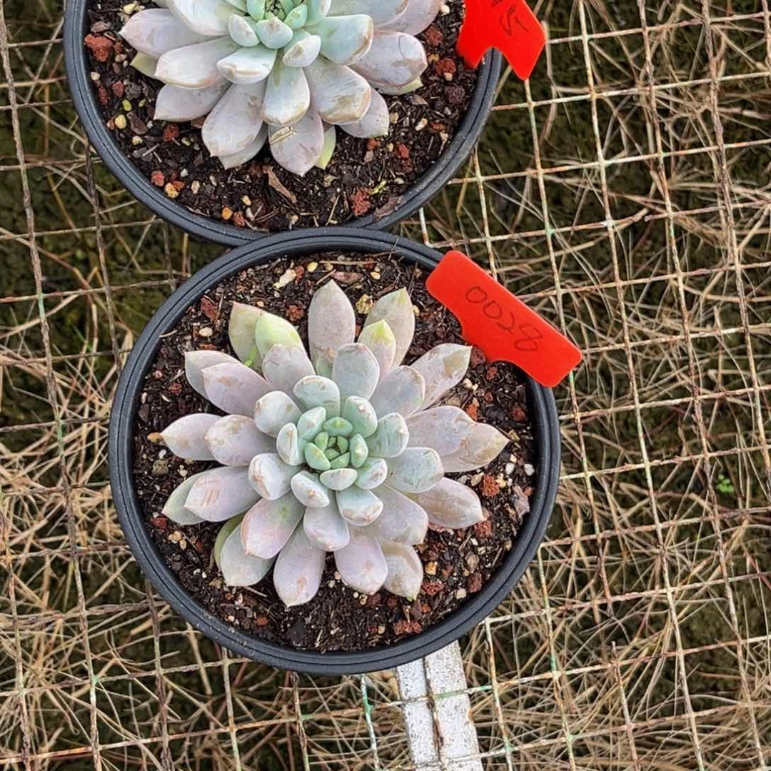 潇***族2515号0028号上午多肉植物群生