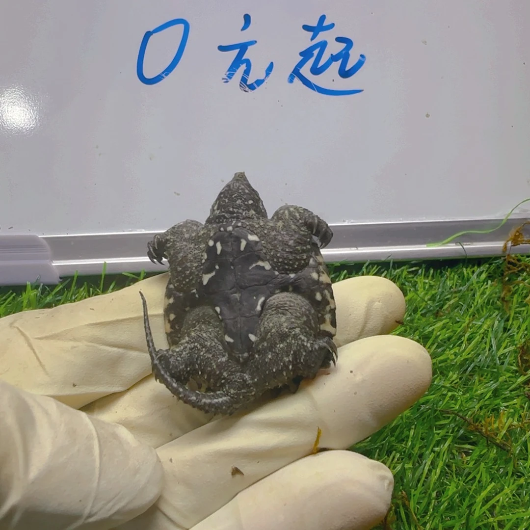 不分公母小鳄龟Jjj