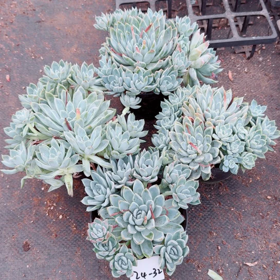 厚叶杂交杜里万四颗量拍24-32